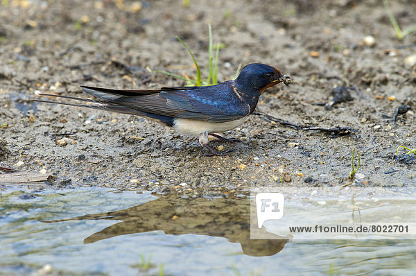Barn Swallow or Swallow (Hirundo rustica) collecting nesting material
