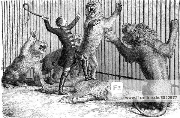 Illustration von Thomas Batty  englischer Dompteur und Zirkusbesitzer und seine Löwen  Holzschnitt aus dem Jahre 1864