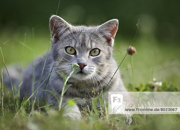 Grey tabby cat lying on a meadow