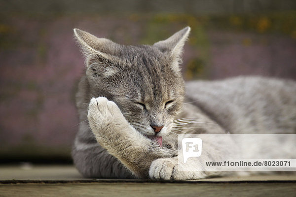 Grau getigerter Kater liegt auf einer Bank und putzt sich die Pfote