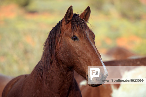 Mustang  Portrait