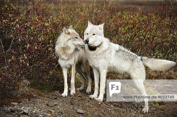 Wölfe (Canis lupus)  Alpha-Wolf  mit Sendehalsband  wird von untergebenen Wolf begrüßt