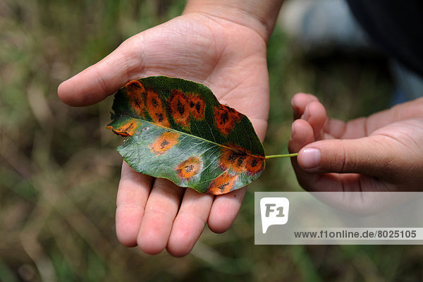 A child's hand is holding a spotted leaf.