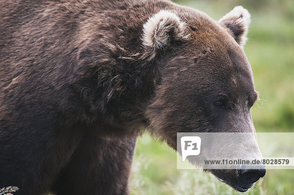 Braunbär  Ursus arctos  hoch  oben  nahe  Bär