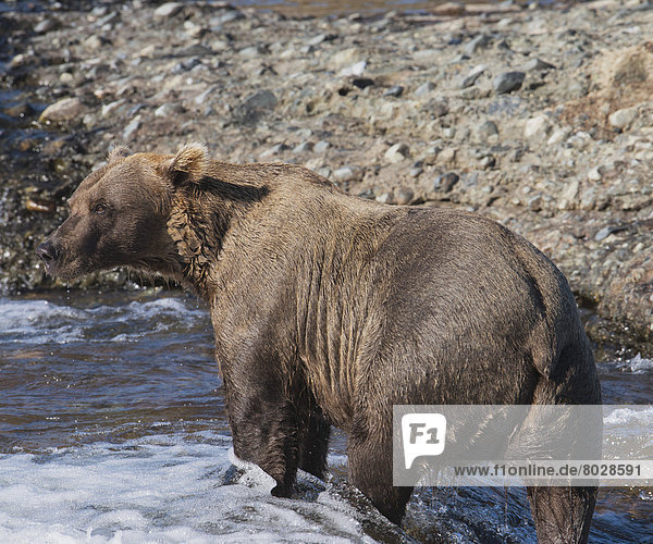 Braunbär  Ursus arctos  stehend  Wasser  warten  sehen  seicht  Lachs  Bär