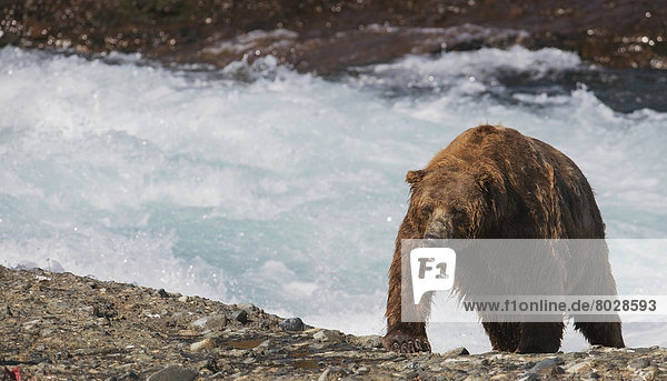 Braunbär  Ursus arctos  nass  Fluss  Bär