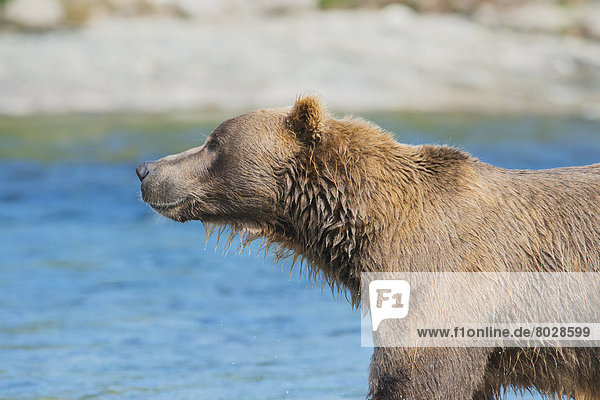 Brown bear (ursus arctos) Alaska united states of america