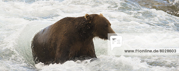 Braunbär  Ursus arctos  sitzend  Wasser  sehen  Hektik  Druck  hektisch  Lachs  Bär