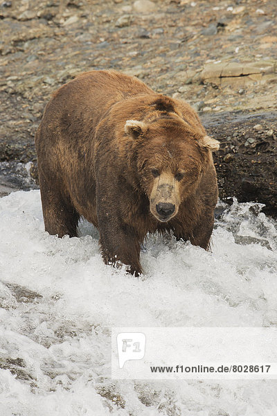 Braunbär  Ursus arctos  stehend  Wasser  sehen  Hektik  Druck  hektisch  Lachs  Bär