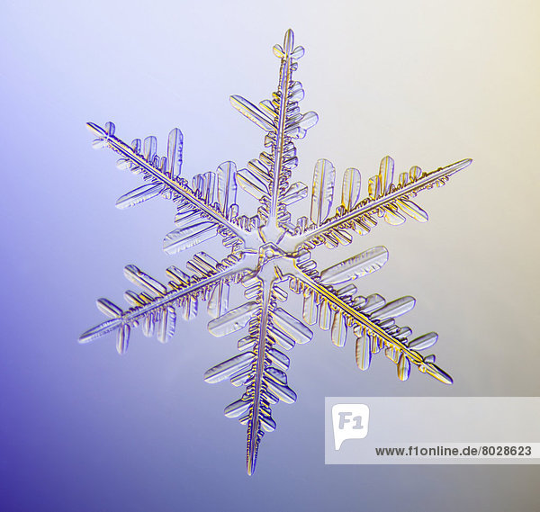 Form  Formen  sternförmig  zeigen  Amerika  unterhalb  Schneeflocke  fotografieren  Verbindung  Natürlichkeit  Klassisches Konzert  Klassik  Alaska  Anchorage  Mikroskop