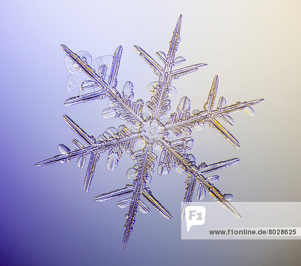 A real snowflake showing the classic 6-sided star shape photographed under a microscope Anchorage alaska united states of america