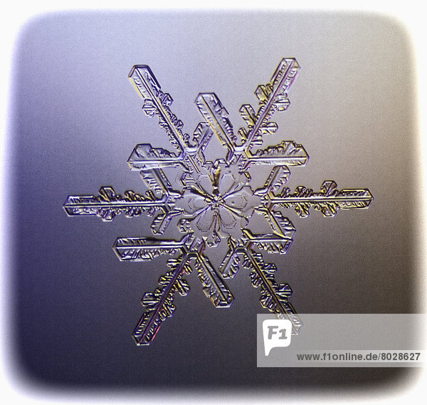 A real snowflake showing the classic 6-sided star shape photographed under a microscope Anchorage alaska united states of america