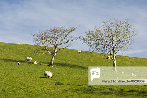 nahe  Hügel  Schaf  Ovis aries  Wiese  grasen