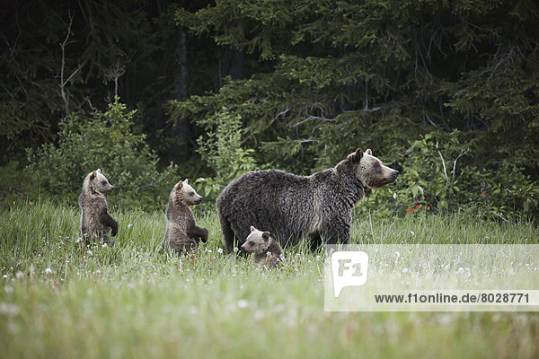 Grizzlybär  ursus horibilis  Grizzly  anprobieren  zuhören  3  sehen  übergeben  Geräusch  Jungtier  Mutter - Mensch