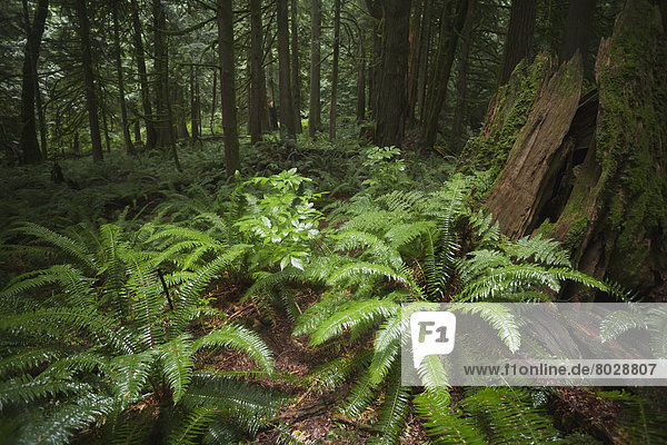 Boden  Fußboden  Fußböden  Braut  Wald  Farn  Regen  bedecken  britisch  Kanada