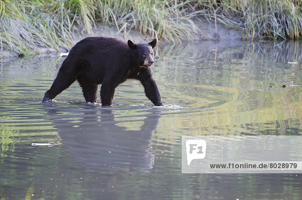 Schwarzbär  Ursus americanus  Wasser  Amerika  gehen  Ruhe  Spiegelung  Bach  Verbindung  Lachs  Alaska  Laich  Valdez