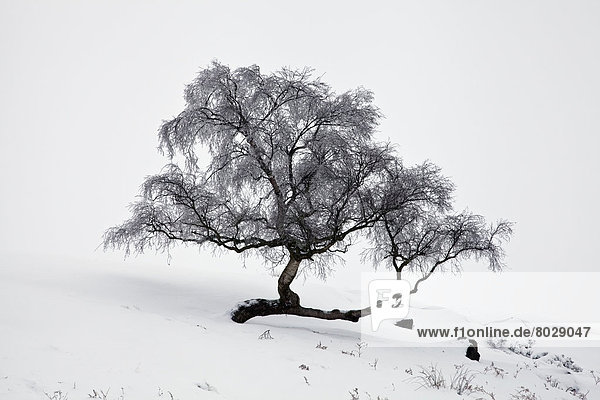 Baum  Kälte  Schnee