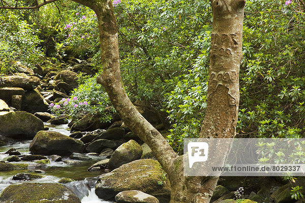 nahe  Felsbrocken  Wasser  Baum  über  Ereignis  Fluss  Wasserfall  Strauch  Menschenreihe