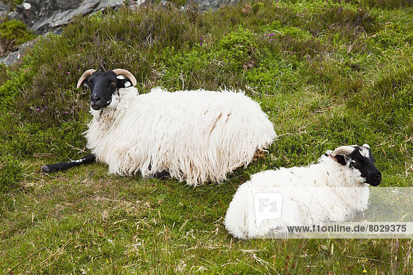 Sheep laying on the grass Bogroad county galway ireland
