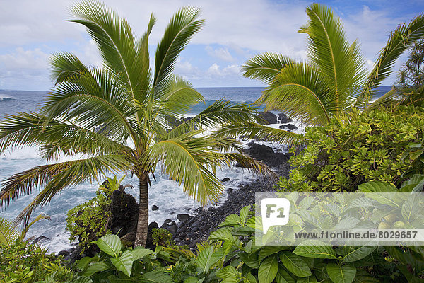 Wasserrand Amerika Baum Küste vorwärts Verbindung Hana Hawaii Maui Wellen brechen