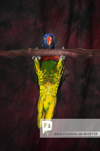 A colourful lorikeet parrot St. albert alberta canada