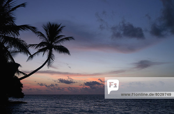 Sonnenuntergang  Baum  über  Meer  Insel  Palme  Malediven  Atoll  Paradies  Süden