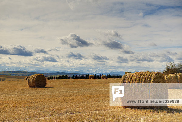 Hay bales in a field with the rocky mountains in the background Calgary alberta canada