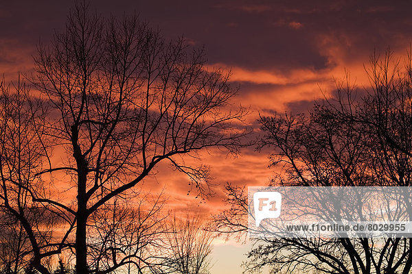 Baum  Silhouette  Himmel  Sonnenaufgang  dramatisch  Ast  rot  Leidenschaft