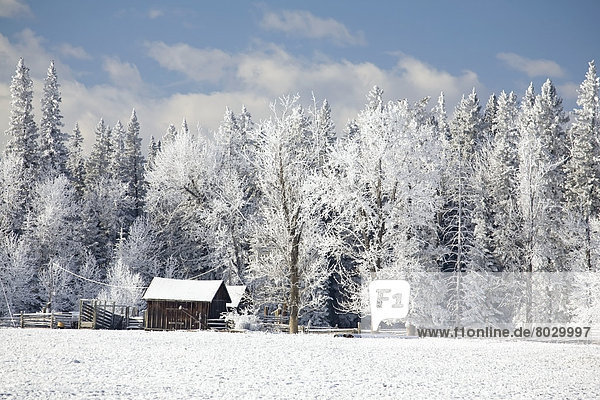 bedecken  Wolke  Baum  Himmel  Feld  Scheune  blau  Kälte  Schnee