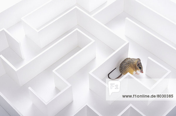 Mouse in a maze British columbia canada