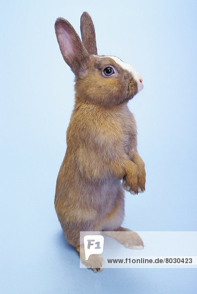 stehend  Hintergrund  blau  Kaninchen  braun