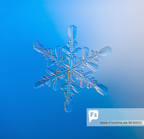 Real snowflake showing the classic 6-sided star shape on a blue background Alaska united states of america