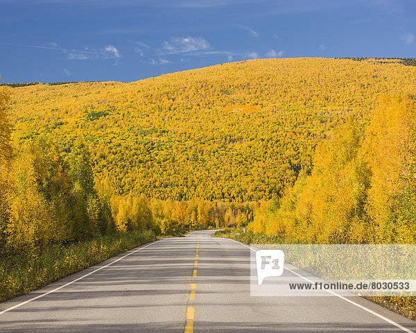 Tag  Amerika  bunt  Herbst  Bundesstraße  Sonnenlicht  vorwärts  Verbindung  Steese National Conservation Area  Fairbanks  Laub  Norden