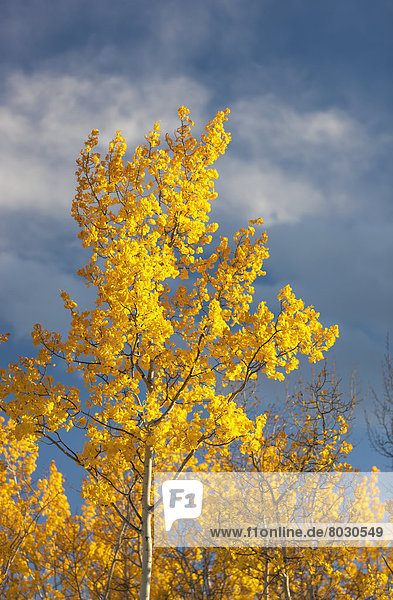 Espe  Populus tremula  Amerika  Herbst  Bundesstraße  vorwärts  Verbindung  Alaska  Fairbanks  Laub  Süden