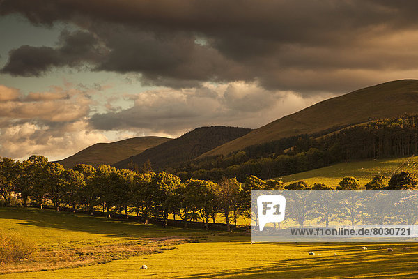 A golden landscape under a cloudy sky at dusk Northumberland england