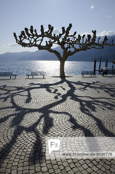 Silhouette of a tree at the water's edge and it's shadow cast on the esplanade Ascona ticino switzerland