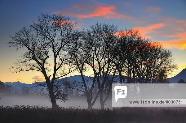 Fog over a field and trees with the alps in the background at sunset Locarno ticino switzerland