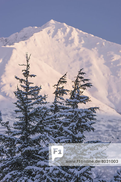 Vereinigte Staaten von Amerika  USA  beleuchtet  Berg  Winter  Tischset  Baum  Silhouette  Chugach National Forest  Lerche  Sonne