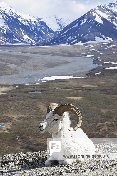 Dallschaf  Ovis dalli  Berg  ruhen  Schaf  Ovis aries  Hintergrund  Denali Nationalpark  bunt  Alaska  Straßenrand
