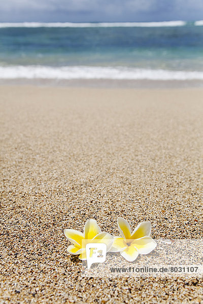 Amerika  Blume  Strand  Paar  Paare  Verbindung  Hawaii  Honolulu  Oahu