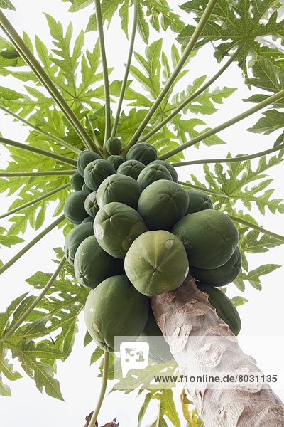 sehen  Amerika  Baum  Gesundheit  Papaya  Verbindung  unterhalb  Hawaii  Honolulu  Oahu