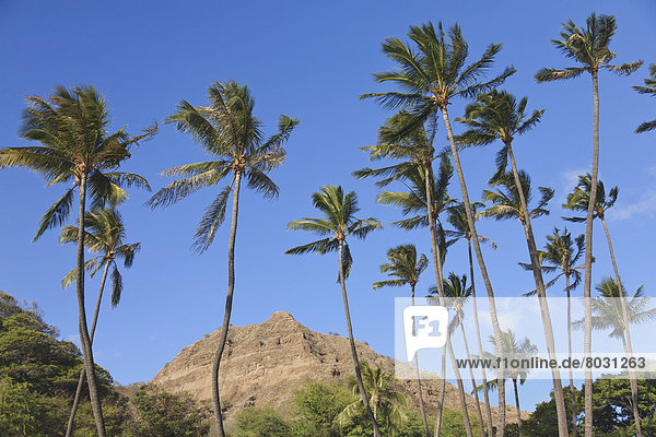Berg  Felsen  Amerika  Baum  Himmel  Berggipfel  Gipfel  Spitze  Spitzen  blau  Fokus auf den Vordergrund  Fokus auf dem Vordergrund  Verbindung  Hawaii  Honolulu