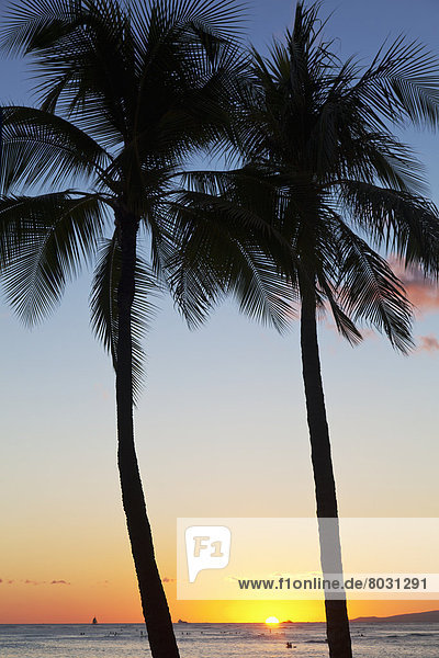 Amerika  Tischset  Baum  Silhouette  über  Ozean  Pazifischer Ozean  Pazifik  Stiller Ozean  Großer Ozean  Verbindung  Hawaii  Oahu  Sonne