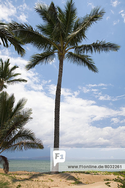 Strand  Baum  Ansicht  Palme  vorwärts  Hawaii  Maui