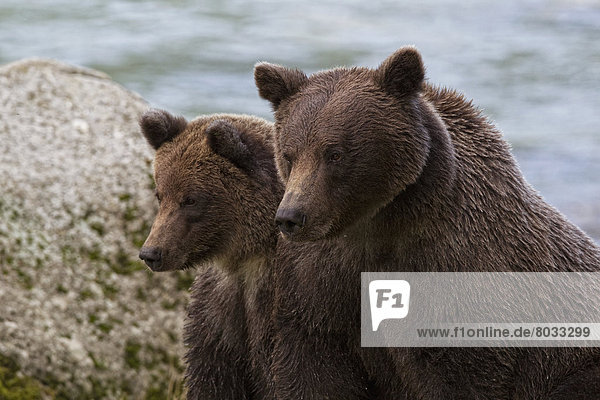 Adult Grizzly With Her Cub  Haines Alaska Usa