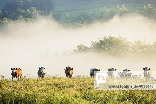 Group Of Cows In The Fog  Chesterville Quebec Canada