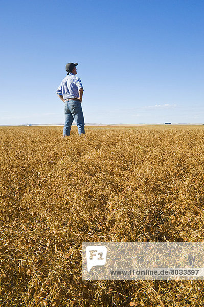 Farmer In Mature Harvest-Ready Lentil Field  Ponteix Saskatchewan Canada