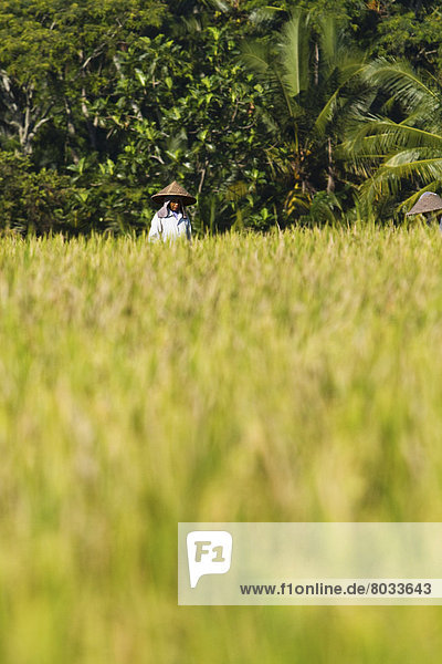 Indonesien Ubud