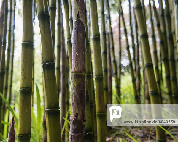Bamboo  Trebah Gardens  Falmouth  Cornwall  England  United Kingdom