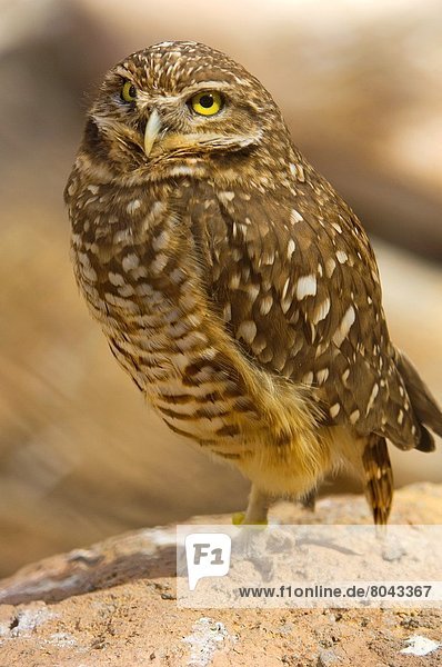 Burrowing Owl (Athene,  cunicularia).